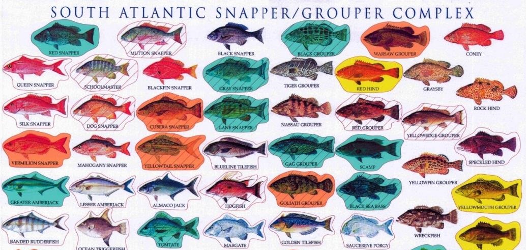 Snapper-Grouper MSE