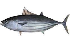 Atlantic Skipjack Tuna